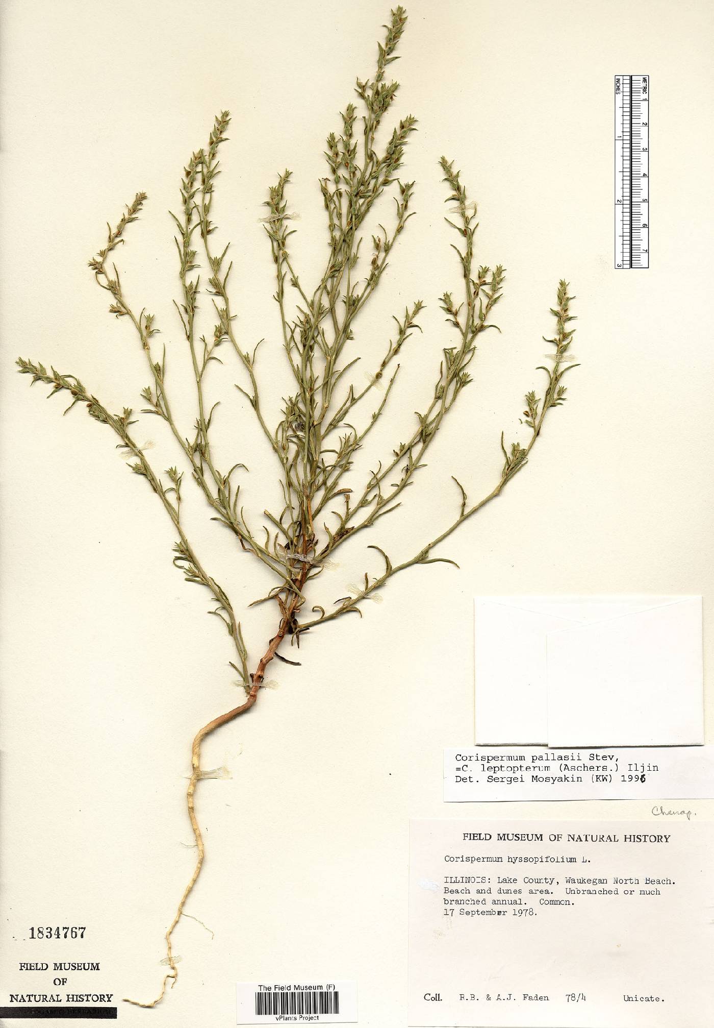 Corispermum pallasii image