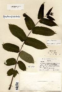 Juglans cinerea image