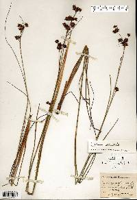 Cladium mariscoides image