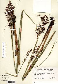 Cladium mariscoides image