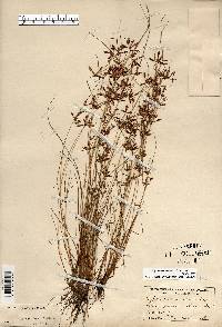 Cyperus bipartitus image