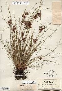 Cyperus bipartitus image