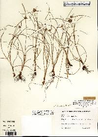 Cyperus lupulinus image