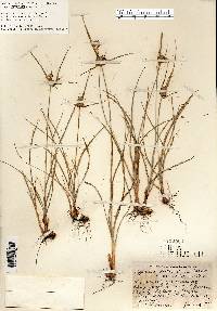 Cyperus lupulinus image