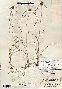 Cyperus lupulinus image