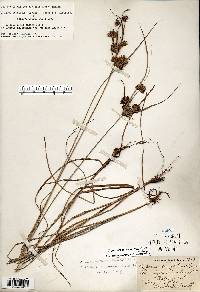 Cyperus × mesochorus image