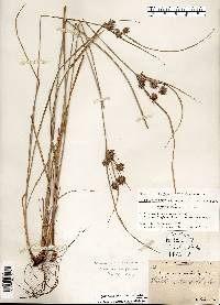 Cyperus × mesochorus image