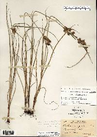 Cyperus × mesochorus image