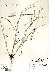 Cyperus schweinitzii image