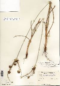 Cyperus schweinitzii image