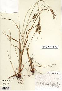 Cyperus schweinitzii image