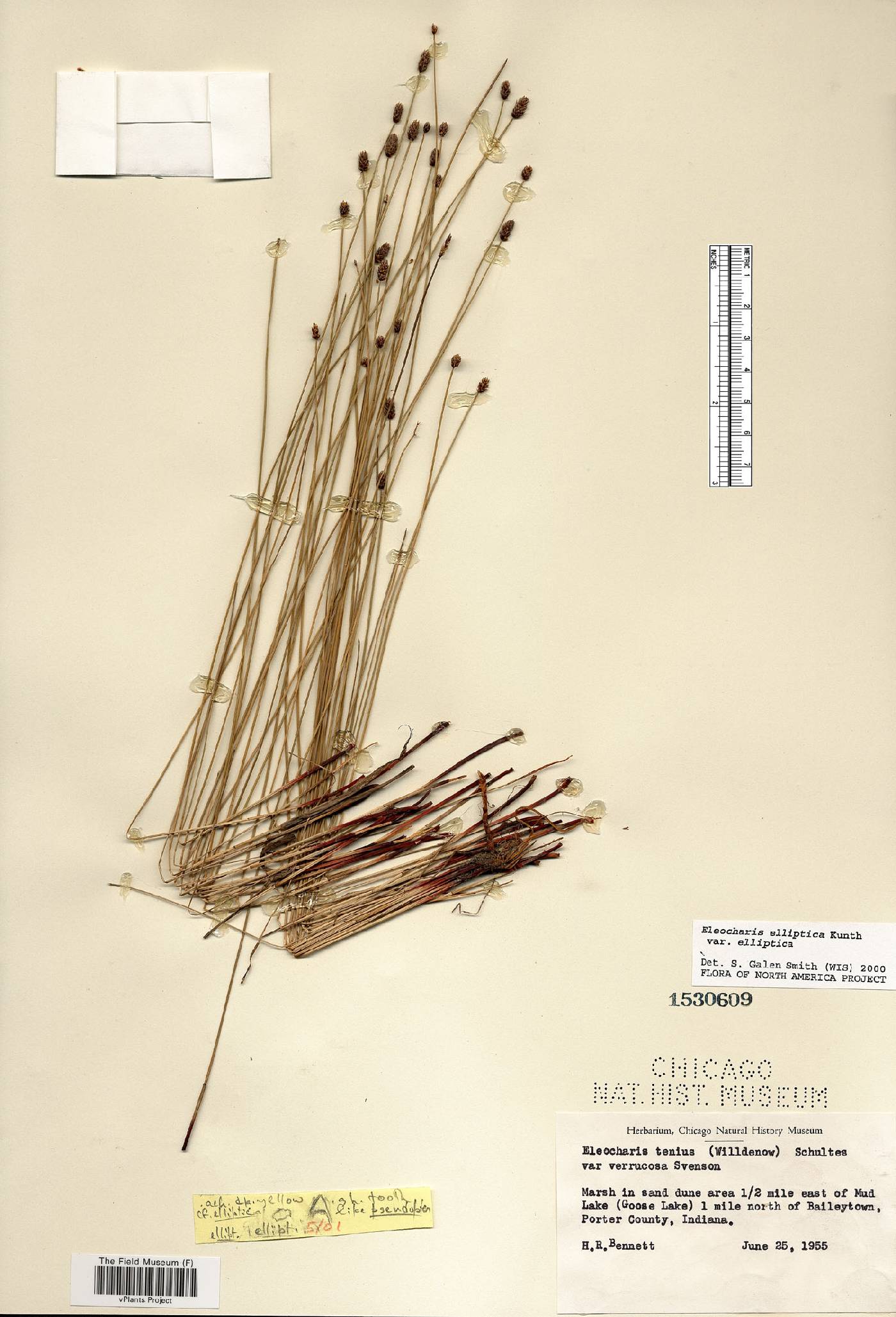 Eleocharis elliptica var. elliptica image
