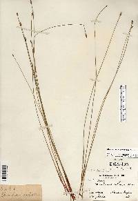 Eleocharis erythropoda image