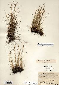 Rhynchospora capillacea image