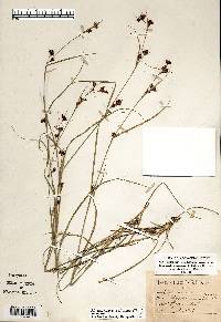 Rhynchospora capitellata image