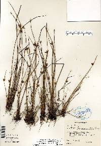 Schoenoplectiella smithii image