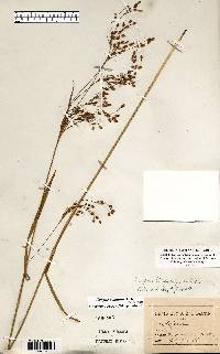 Scirpus pendulus image