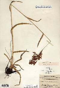 Scirpus pendulus image