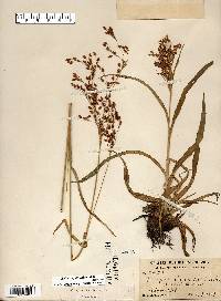 Scirpus pendulus image