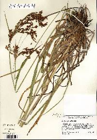 Scirpus pendulus image