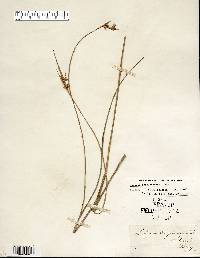 Scleria triglomerata image