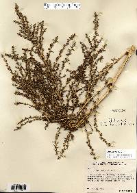 Amaranthus albus image