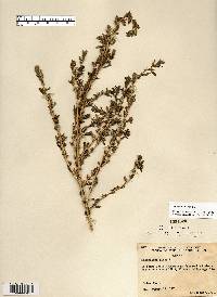 Amaranthus albus image