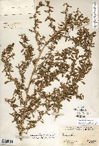 Amaranthus blitoides image