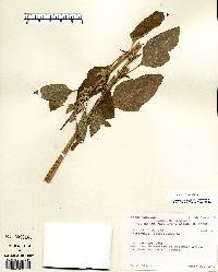 Amaranthus hybridus image