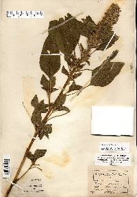 Amaranthus hybridus image