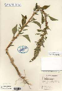 Amaranthus powellii image