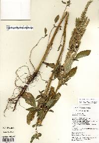 Amaranthus powellii image