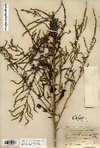 Amaranthus tuberculatus image