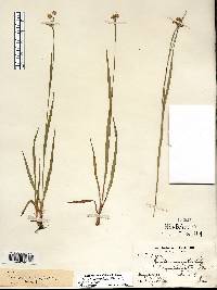 Luzula multiflora image