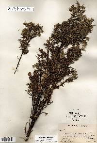 Juniperus communis var. depressa image