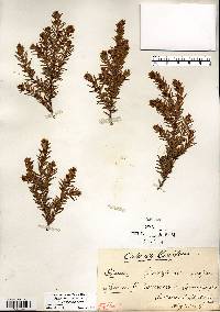 Juniperus communis var. depressa image