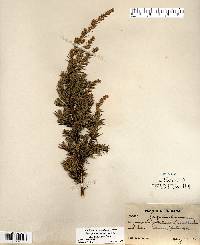 Juniperus communis var. depressa image