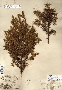 Juniperus communis var. depressa image