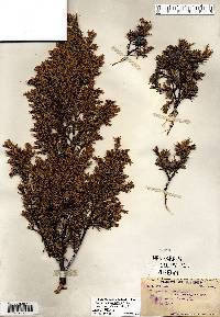 Juniperus communis var. depressa image