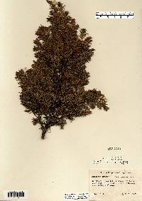 Juniperus communis var. depressa image