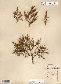 Juniperus virginiana var. virginiana image