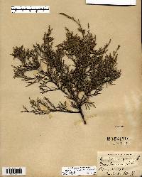 Juniperus virginiana var. virginiana image