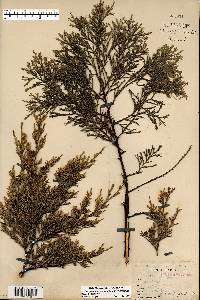 Juniperus virginiana var. virginiana image