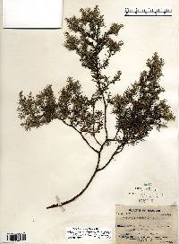 Juniperus virginiana var. virginiana image