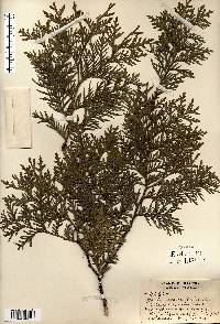 Thuja occidentalis image