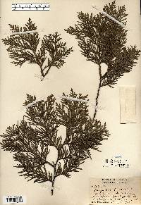 Thuja occidentalis image