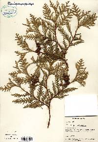 Thuja occidentalis image