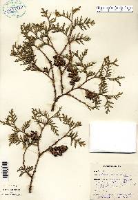 Thuja occidentalis image