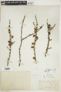 Larix laricina image