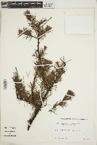 Larix laricina image